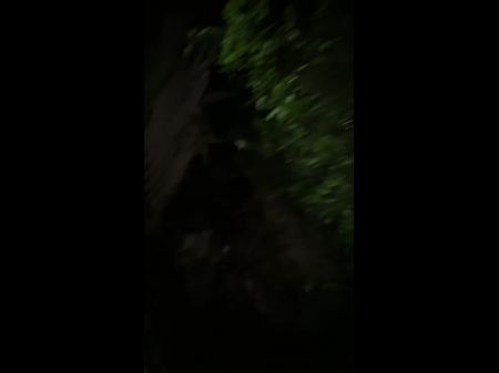 gatinha entrando na vara